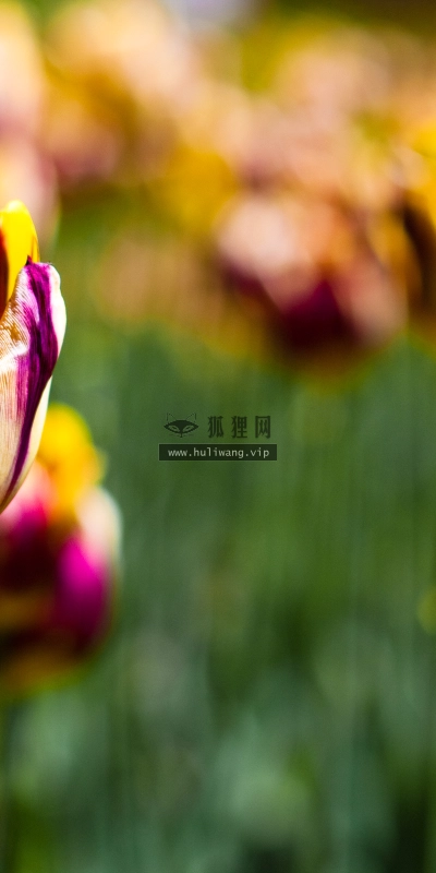 【2655】植物壁纸  2K 高清壁纸2560_1600@青蛙壁纸-笨猫小站