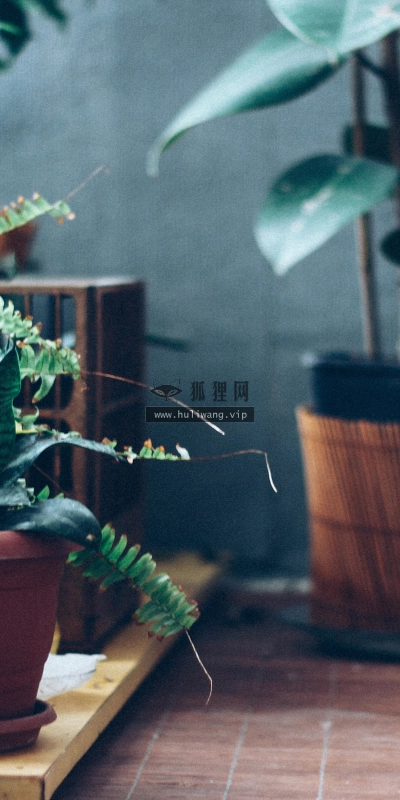 【2657】植物壁纸  2K 高清壁纸2560_1600@青蛙壁纸-笨猫小站