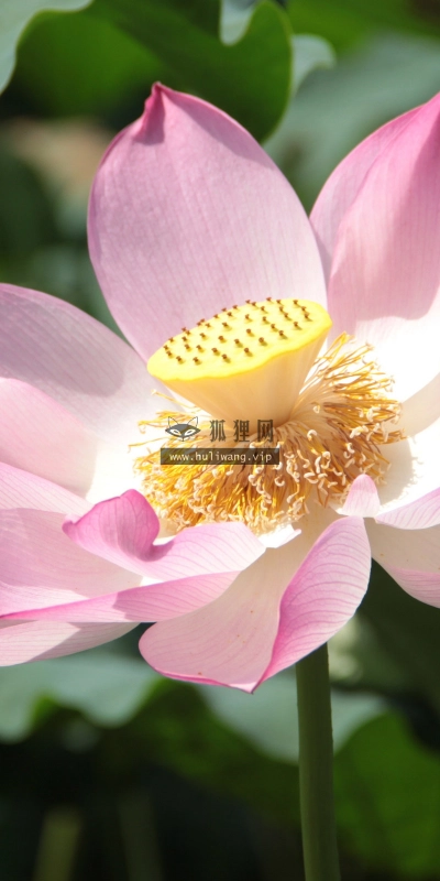 【2660】植物壁纸  2K 高清壁纸2560_1600@青蛙壁纸-笨猫小站