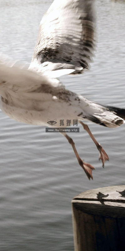【2870】唯美壁纸  2K 高清壁纸2560_1600@青蛙壁纸-笨猫小站