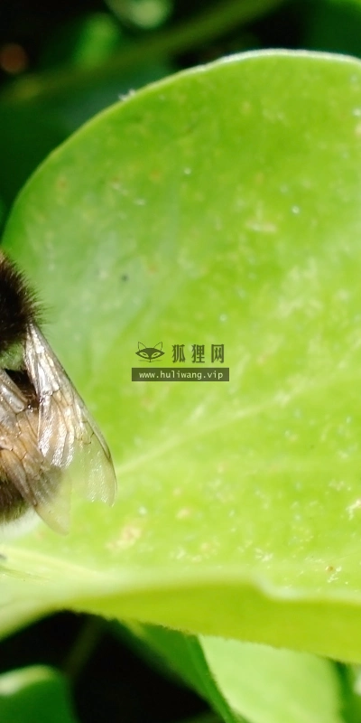 【2878】唯美壁纸  2K 高清壁纸2560_1600@青蛙壁纸-笨猫小站