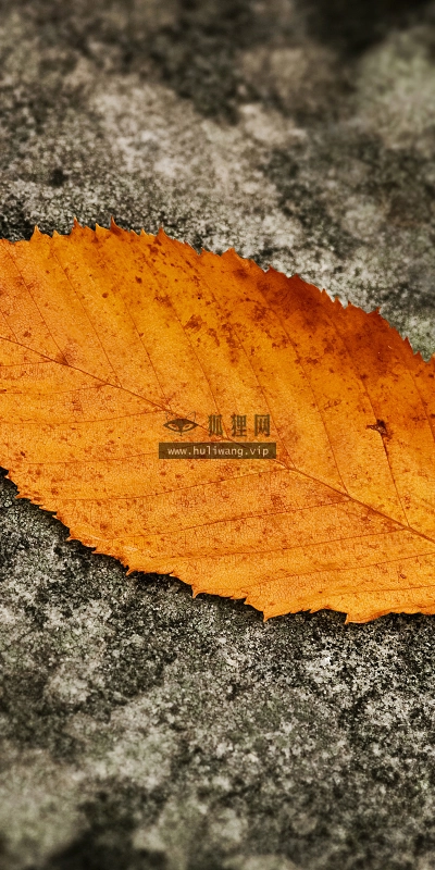 【2902】唯美壁纸  2K 高清壁纸2560_1600@青蛙壁纸-笨猫小站