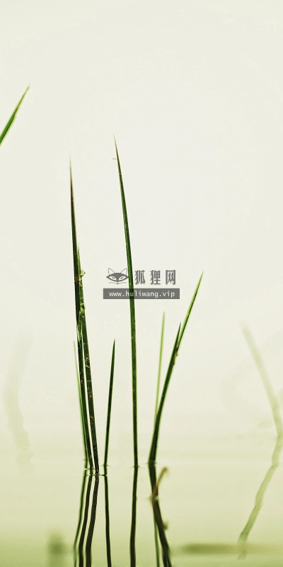 【2926】唯美壁纸  2K 高清壁纸2560_1600@青蛙壁纸-笨猫小站