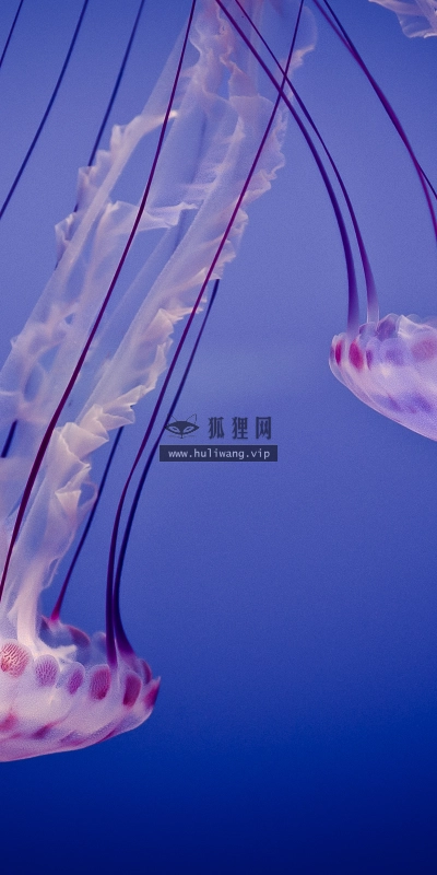 【2933】唯美壁纸  2K 高清壁纸2560_1600@青蛙壁纸-笨猫小站