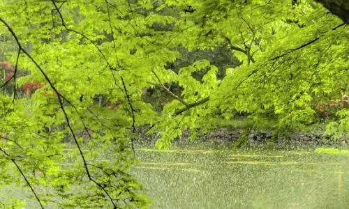 【3334】简约壁纸  4K 超清壁纸1080_2336@青蛙壁纸-笨猫小站