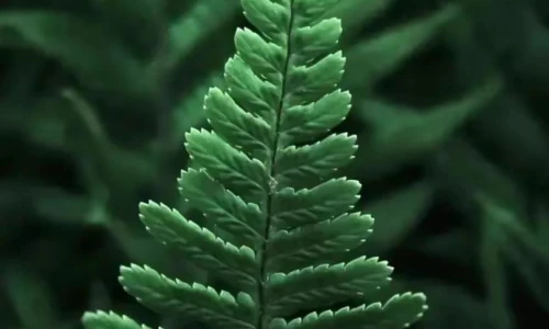 【3450】植物创意壁纸  2K 高清壁纸862_1920@青蛙壁纸-笨猫小站
