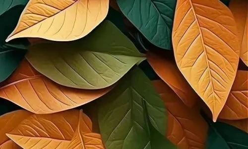 【3451】植物创意壁纸  2K 高清壁纸656_1456@青蛙壁纸-笨猫小站
