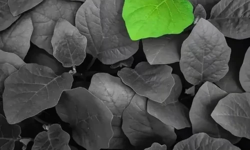 【3452】植物创意壁纸  2K 高清壁纸888_1920@青蛙壁纸-笨猫小站