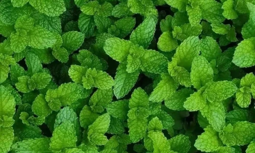 【3457】植物创意壁纸  2K 高清壁纸888_1920@青蛙壁纸-笨猫小站