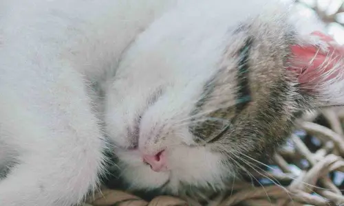 【3649】动物壁纸  2K 高清壁纸1080_1920@青蛙壁纸-笨猫小站