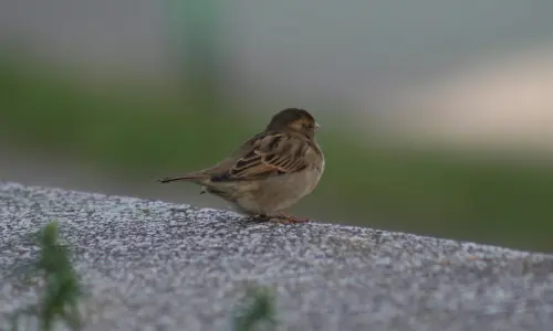 【3926】风景壁纸  2K 高清壁纸2560_1600@青蛙壁纸-笨猫小站