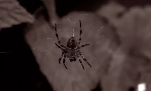 【3958】风景壁纸  2K 高清壁纸2560_1600@青蛙壁纸-笨猫小站