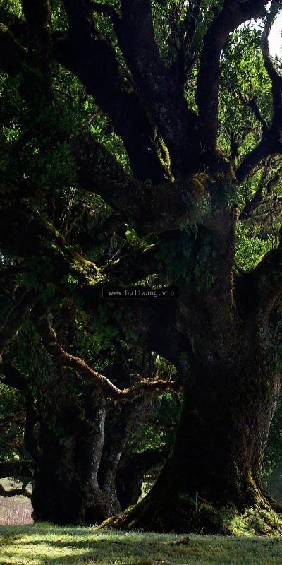 【4075】风景壁纸  2K 高清壁纸2560_1600@青蛙壁纸-笨猫小站