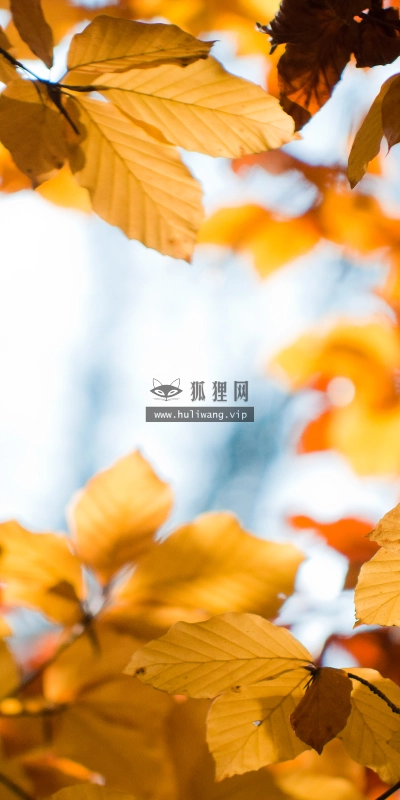 【4773】风景壁纸  2K 高清壁纸2560_1600@青蛙壁纸-笨猫小站