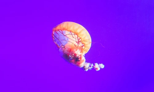 【5084】风景壁纸  2K 高清壁纸2560_1600@青蛙壁纸-笨猫小站