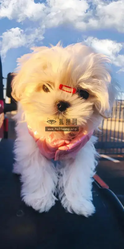【6058】动物壁纸  8K 超清壁纸2140_4898@青蛙壁纸-笨猫小站