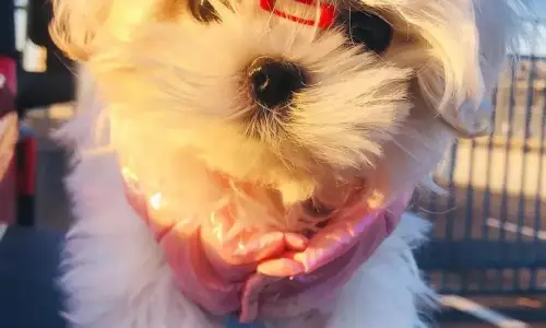【6058】动物壁纸  8K 超清壁纸2140_4898@青蛙壁纸-笨猫小站