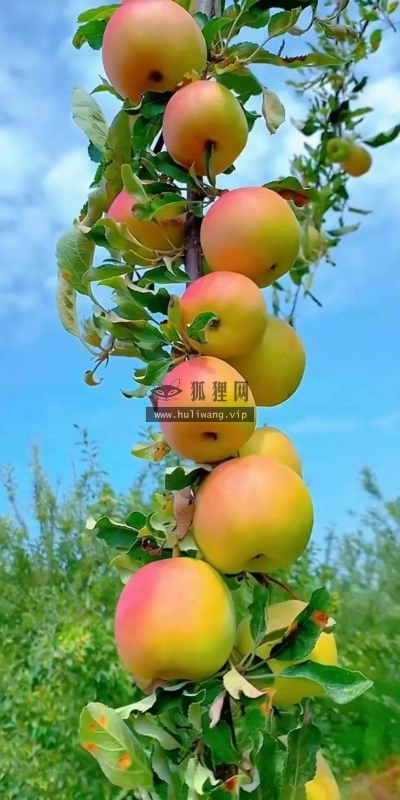 【6081】美食壁纸 2K 高清壁纸1126_1912@青蛙壁纸-笨猫小站 - 青蛙壁纸 -狐狸小站
