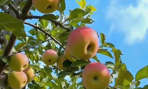 【6084】美食壁纸  2K 高清壁纸1126_1940@青蛙壁纸-笨猫小站