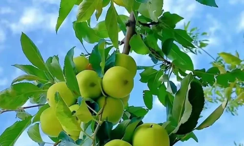 【6085】美食壁纸  2K 高清壁纸1126_1970@青蛙壁纸-笨猫小站