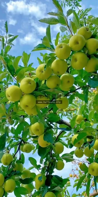 【6087】美食壁纸  2K 高清壁纸1118_1966@青蛙壁纸-笨猫小站