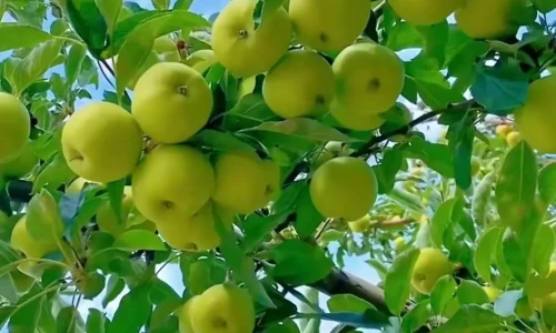 【6087】美食壁纸  2K 高清壁纸1118_1966@青蛙壁纸-笨猫小站