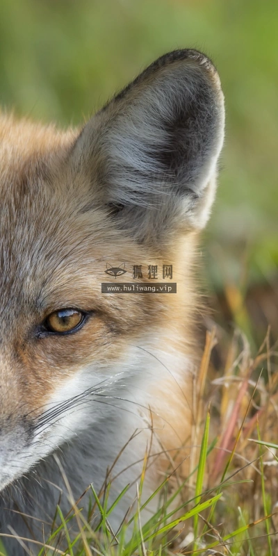 【6334】动物壁纸  2K 高清壁纸2560_1440@青蛙壁纸-笨猫小站