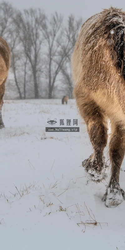【6336】动物壁纸  2K 高清壁纸2560_1440@青蛙壁纸-笨猫小站