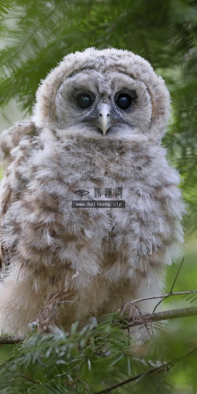 【6340】动物壁纸  2K 高清壁纸3072_2048@青蛙壁纸-笨猫小站
