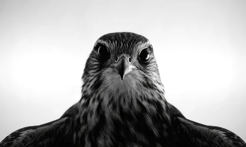 【6344】动物壁纸  2K 高清壁纸2560_1440@青蛙壁纸-笨猫小站