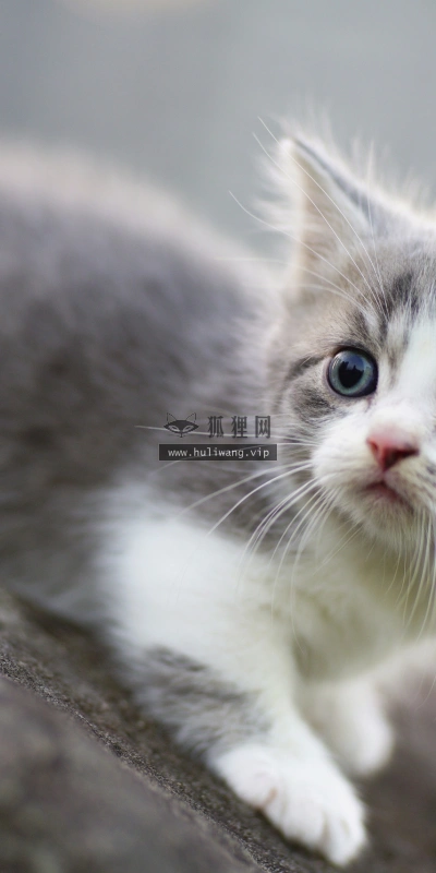 【6345】动物壁纸  2K 高清壁纸2560_1708@青蛙壁纸-笨猫小站