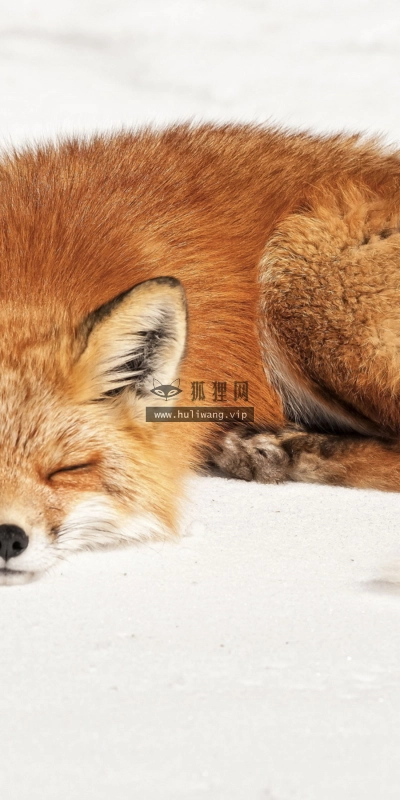 【6347】动物壁纸  2K 高清壁纸2880_1800@青蛙壁纸-笨猫小站