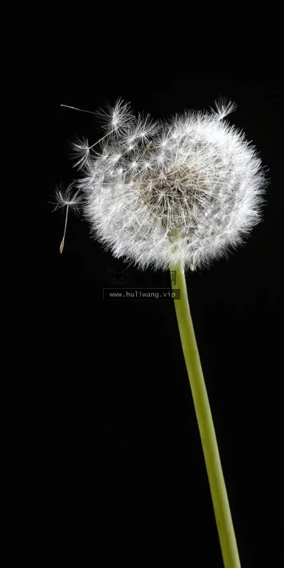 【6523】植物壁纸  2K 高清壁纸888_1920@青蛙壁纸-笨猫小站