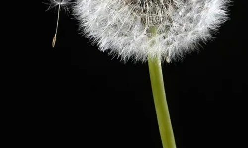 【6523】植物壁纸  2K 高清壁纸888_1920@青蛙壁纸-笨猫小站