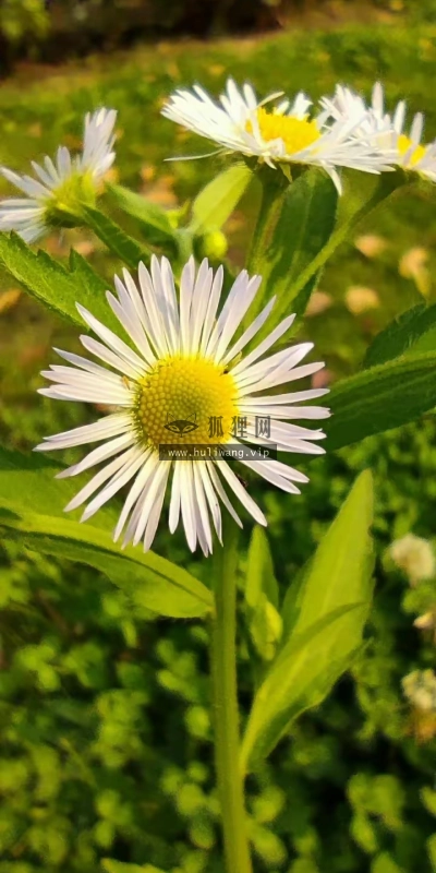 【6525】植物壁纸  2K 高清壁纸720_1600@青蛙壁纸-笨猫小站