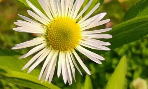 【6525】植物壁纸  2K 高清壁纸720_1600@青蛙壁纸-笨猫小站