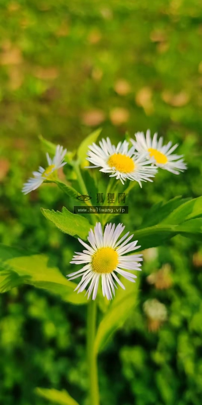 【6526】植物壁纸  4K 超清壁纸1080_2400@青蛙壁纸-笨猫小站