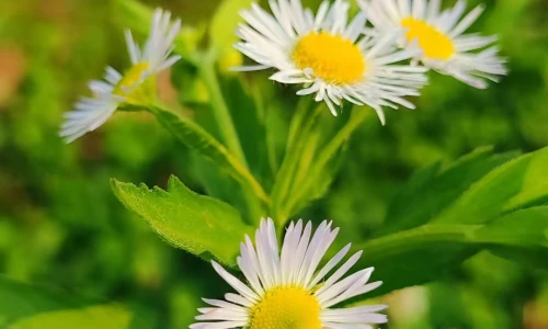 【6526】植物壁纸  4K 超清壁纸1080_2400@青蛙壁纸-笨猫小站