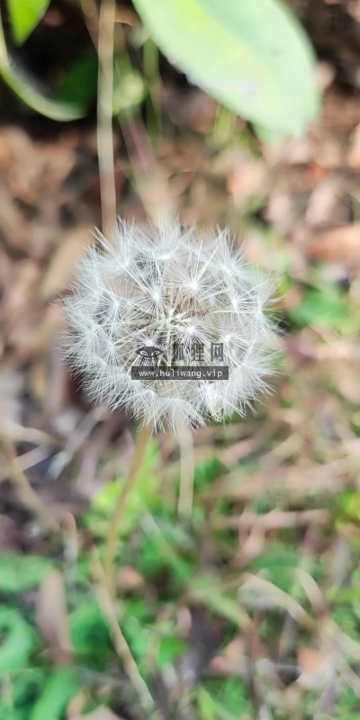 【6528】植物壁纸  4K 超清壁纸1800_4000@青蛙壁纸-笨猫小站