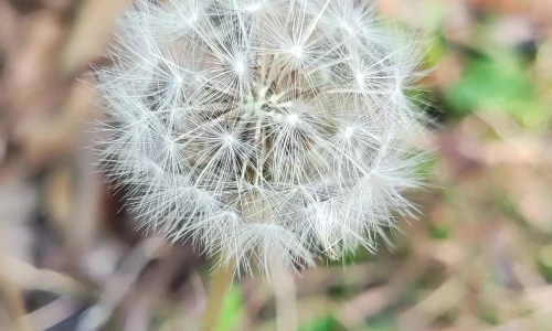 【6528】植物壁纸  4K 超清壁纸1800_4000@青蛙壁纸-笨猫小站