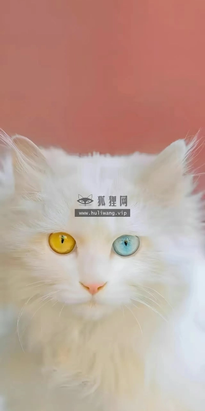 【6530】动物壁纸  4K 超清壁纸1280_2772@青蛙壁纸-笨猫小站