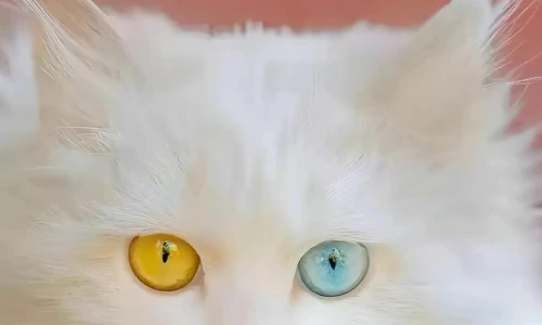 【6530】动物壁纸  4K 超清壁纸1280_2772@青蛙壁纸-笨猫小站