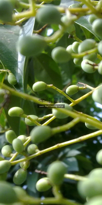 【6868】美食壁纸 水果  2K 高清壁纸2592_1944@青蛙壁纸-笨猫小站
