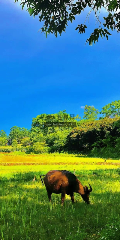 【7138】风景壁纸  4K 超清壁纸1242_2688@青蛙壁纸-笨猫小站
