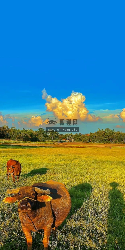 【7140】风景壁纸  4K 超清壁纸1242_2688@青蛙壁纸-笨猫小站