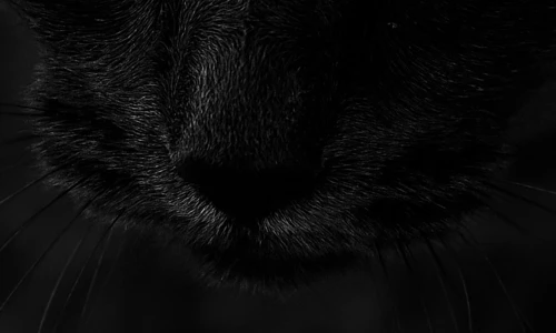 【7216】动物壁纸  4K 超清壁纸1649_3577@青蛙壁纸-笨猫小站