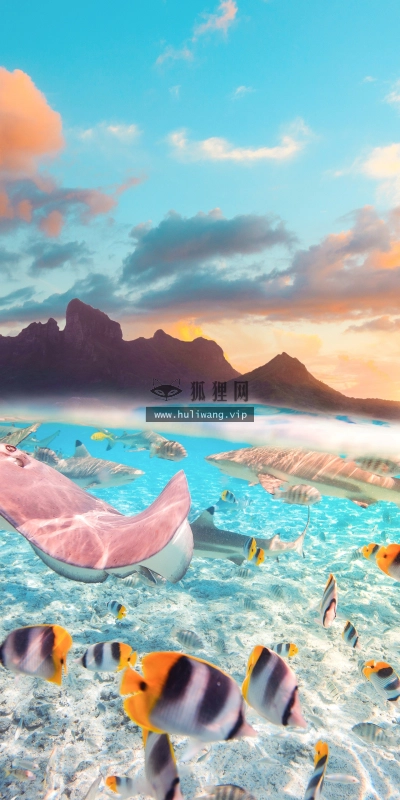 【7219】动物壁纸  4K 超清壁纸1440_2560@青蛙壁纸-笨猫小站