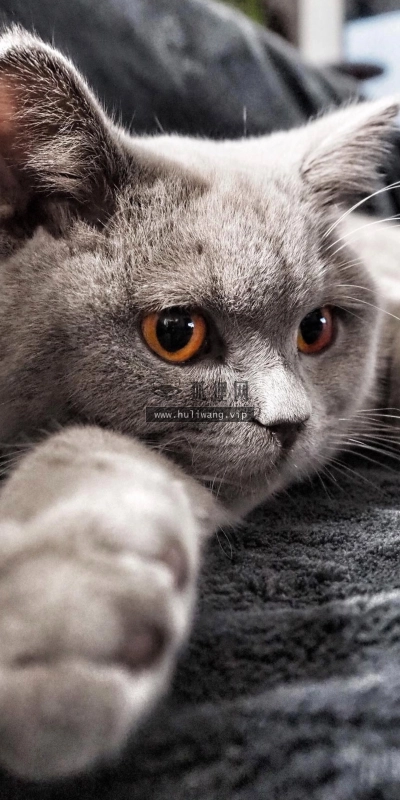 【7223】动物壁纸  4K 超清壁纸1215_2160@青蛙壁纸-笨猫小站
