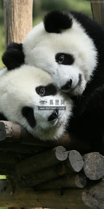 【7229】动物壁纸  2K 高清壁纸1080_1920@青蛙壁纸-笨猫小站