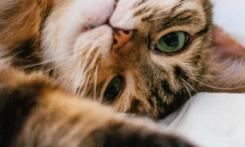 【7236】动物壁纸  4K 超清壁纸1500_3000@青蛙壁纸-笨猫小站